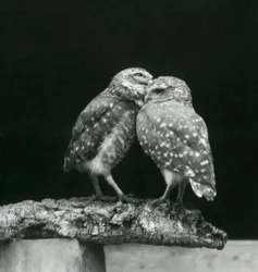 Zwei Kaninchenkauze, die sich am Ende eines Astes gegenüberstehen, Londoner Zoo, Juli 1926