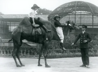 Zwei Cowgirls posieren auf einem zweihöckrigen Kamel, das von seinem Wärter gehalten wird, während eines Besuchs im Londoner Zoo 1924
