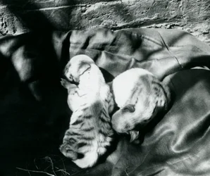 Zwei gestreifte Hyänenjunge im Londoner Zoo, ca. 1914
