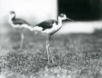 Zwei Schwarzhalstiltläufer auf Gras, Londoner Zoo, Juli 1925