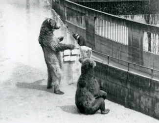 Zwei Braunbären, einer steht auf den Hinterbeinen und einer sitzt, schauen von den Mappin Terrassen hinunter, Londoner Zoo, Juli 1925