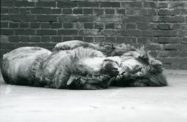 Zwei Löwen, die sich zum Schlafen niederlegen, mit den Pfoten umeinander, Londoner Zoo