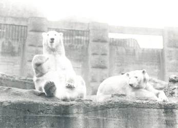 Zwei Eisbären im ZSL London Zoo, 1927
