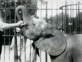 Junge weibliche afrikanische Zwerg-Elefantin Oojah bekommt eine Belohnung, Londoner Zoo, Juli 1925