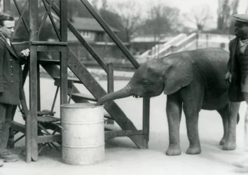 Junge weibliche afrikanische Zwerg-Elefantin Oojah untersucht ein Fass mit ihrem Rüssel, während ihr Pfleger und Trainer zuschauen, Londoner Zoo, Juli 1925