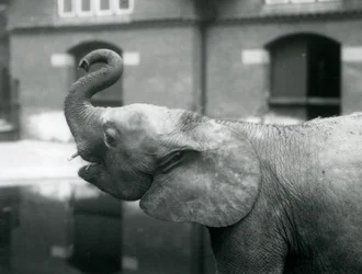 Junge afrikanische Zwergelefantin Oojah hebt ihren Rüssel im Londoner Zoo, August 1925