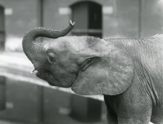 Junge weibliche afrikanische Zwerg-Elefantin Oojah hebt ihren Rüssel im Londoner Zoo, Juli 1925