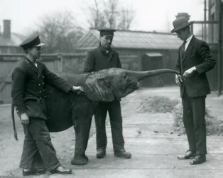 Junge weibliche afrikanische Zwerg-Elefantin Oojah hebt ihren Rüssel für eine Belohnung im Londoner Zoo, Juni 1925