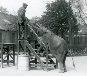 Junge afrikanische Zwerg-Elefantin Oojah mit ihren Vorderfüßen auf den Einschiffungsstufen, erreicht ihren Trainer, der auf der obersten Stufe steht, mit ihrem Rüssel, Londoner Zoo, Juni 1925