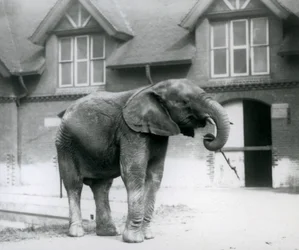 Junger Afrikanischer Elefant Kiberenge im Londoner Zoo, Juni 1927