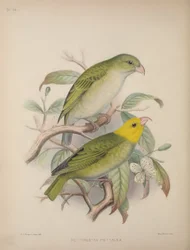 Psittirostra Psittacea, aus 