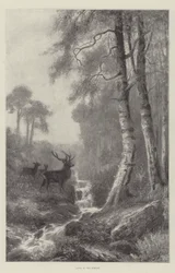 Morgendämmerung im Wald