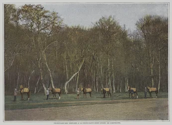 Trainierende Rennpferde in La Croix-Saint-Ouen im Wald von Compiegne, Frankreich