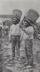 Weinleser bei der Arbeit
