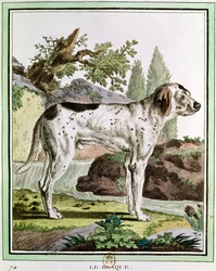 Ein Zeiger, Illustration aus Histoire Naturelle von Georges Louis Leclerc, Graf von Buffon, 1749-1804