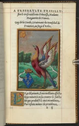 Ein Phönix, aus 