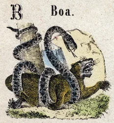 Abecedarium. Buchstabe B wie Boa. Kleines enzyklopädisches Alphabet, beliebte Serie. Epinaler Bildgebung, Ende des 19. Jahrhunderts