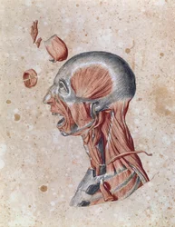 Anatomie des Kopfes, gezeichnet von einem Studenten (Buntstift auf Papier)