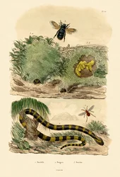 Gebänderter Krait