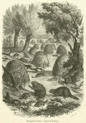 Biberkolonie (Gravur)