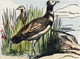 Trappe. Gravur in "Buffon Alphabet des Oiseaux n 1"