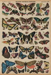 Schmetterlinge