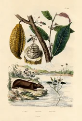 Wasserschwein