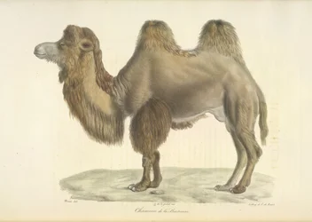 Baktrisches Kamel, aus Histoire Naturelle des Mammifères