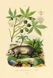 Gewöhnliches Opossum