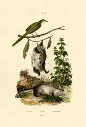 Schneidervogel
