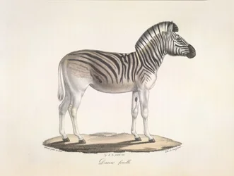 Dauw femelle. Das gestreifte Quagga oder Burchell-Zebra aus Südafrika (Asinus Burchellii), aus Histoire Naturelle des Mammifères