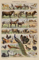 Haustiere, Tiere (Farblithographie)