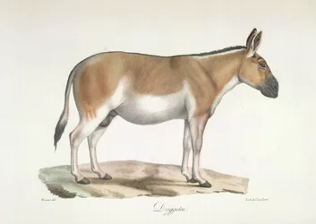 Dziggetai, aus Histoire Naturelle des Mammifères