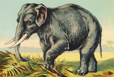 E wie Elefant