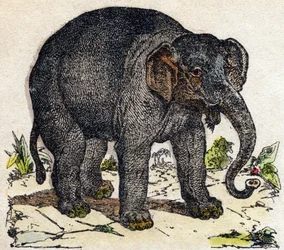 Elefant. Gravur in „Alphabet der wilden Tiere“. 9. Serie. Bildsprache von Epinal, Pellerin, Drucker-Verleger, um 1870. Holzschnitte, schabloniert. 16 Seiten. Private Sammlung