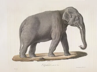 Asiatischer Elefant, aus Histoire Naturelle des Mammifères