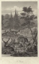 Damwild
