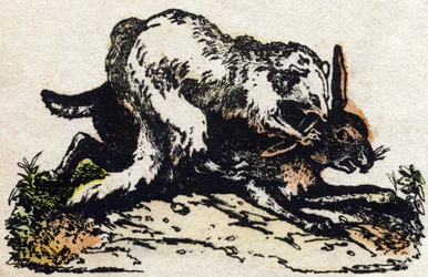 Frettchen. Gravur in "Alphabet der wilden Tiere". 9. Serie. Bildersammlung von Epinal, Pellerin, Drucker-Verleger, um 1870