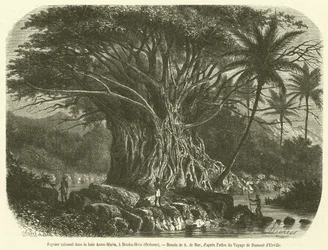 Kolossaler Feigenbaum in der Anna-Maria-Bucht, Nouka-Hiva, Ozeanien