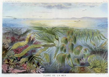 Flora des Meeres - in „Le Monde de la Mer“ von Alfred Fredol. ed. Paris, Hachette.