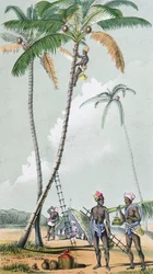 Kokosnüsse sammeln zur Herstellung von Toddy in Indien