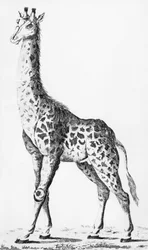 Giraffe, zurückgebracht von Herrn Levaillant bei Reisen in Afrika, Illustration aus Observations sur la Physique, sur l