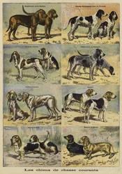 Jagdhunde