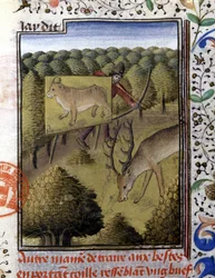 Hirschjagd mit einem Köder - in „Jagd Buch von Gaston Phoebus, Graf von Foix, Herr von Béarn“