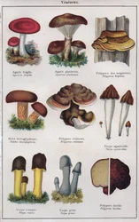 Illustration für "mon docteur - traité de médecine et d