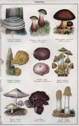 Illustration für "mon docteur - traité de médecine et d