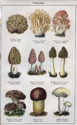 Illustration für "mon docteur - traité de médecine et d