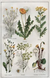 Illustration aus "Mon docteur - Traité de médecine et d