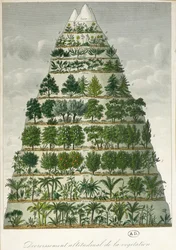 Illustration der verschiedenen Vegetationstypen in unterschiedlichen Höhenlagen