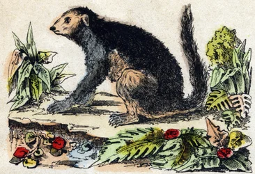 Indri (Lemur). Gravur in "Alphabet des animaux sauvages". 9. Serie. Bilder von Epinal, Pellerin, Drucker-Verleger, um 1870. Holzschnitte, schabloniert. 16 Seiten. Dim: 20 x 15 cm. Private Sammlung.